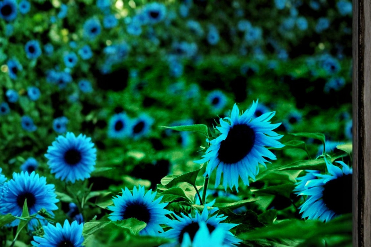 Dark Purple Sunflower Seeds - 5 Pack | Helianthus annuus Seed Kit