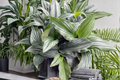 Peacock Ginger Live Rooted Plant – Kaempferia spp. in 6-Inch Pot
