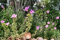Variegated Compact Pelargonium Geranium - 3 Live Cuttings (6 Inch) - Pelargonium Hybrid