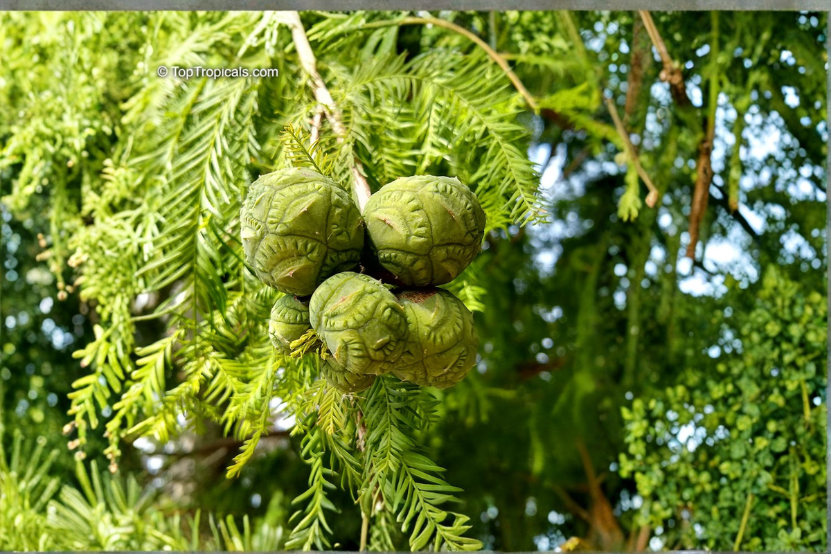 Bald Cypress Tree Live Plant 1-Quart Grow Bag | Taxodium distichum