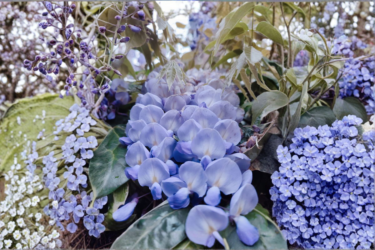 Blue Moon Wisteria Live Plant - 6–14 Inches Tall, Hardy Perennial Vine