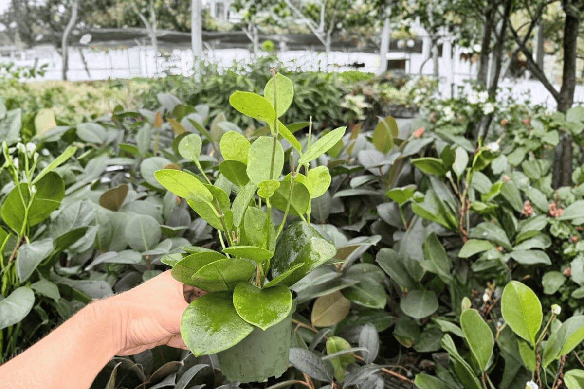 Hoya Australis - 2 Live Plants in 4-Inch Pots
