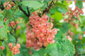 Pink Currant Gloire Des Sablons - 1 Gallon Potted Plant