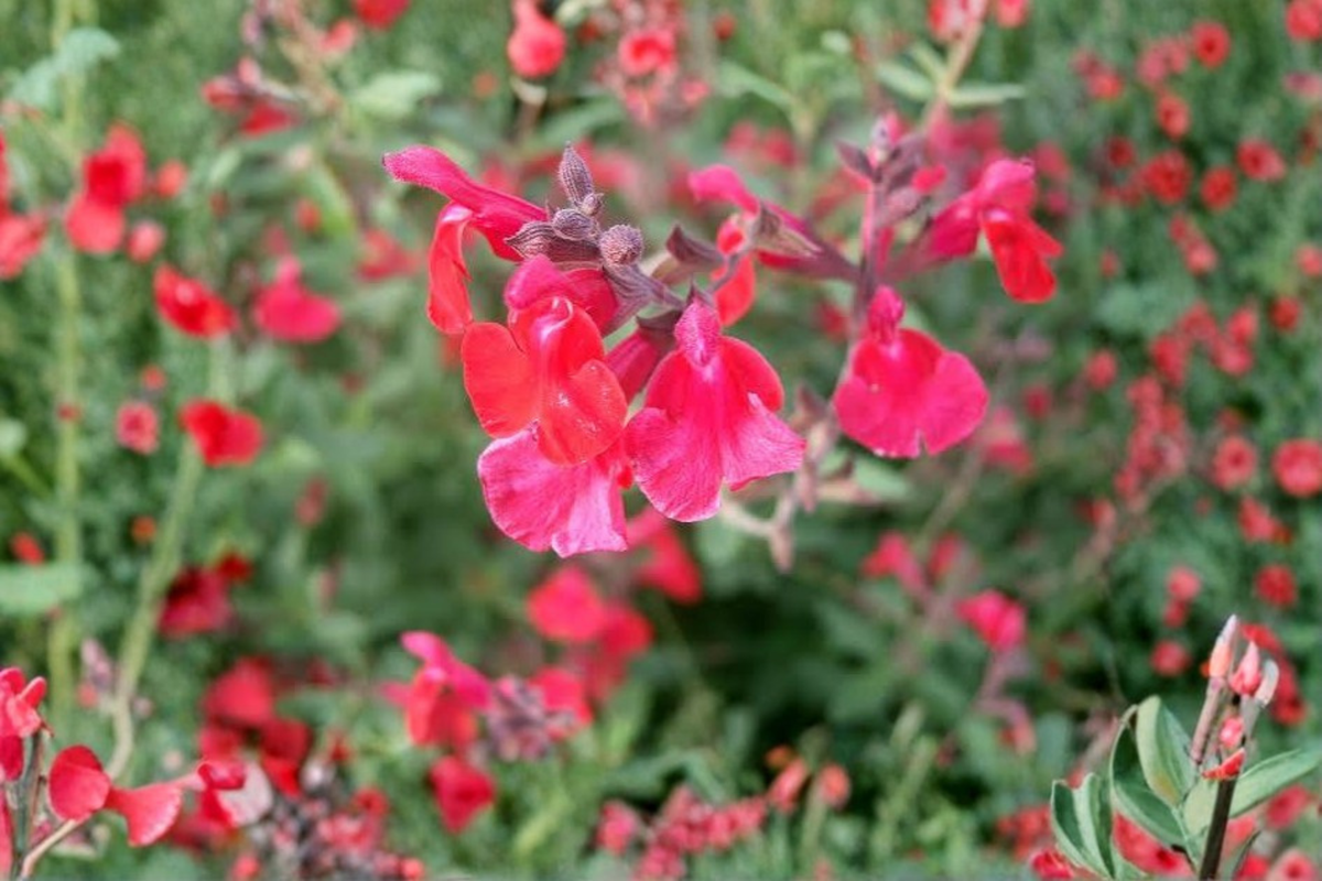 Lipstick Salvia Live Plant (Salvia greggii) - 1 Gallon, Fully Rooted