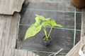 Syngonium Mojito Live Plant - Rooted Starter Variegated Arrowhead