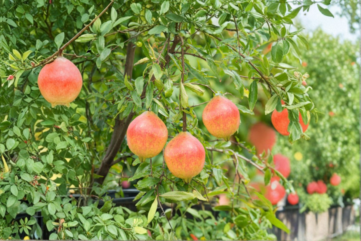 Dwarf Pomegranate Seeds - 80 Seeds | Bonsai-Style Fruit Tree for Indoor Pot or Outdoor Garden