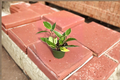 Hoya Macrophylla Variegata 4 Inch Live Plant - Variegated Hoya Starter Plant