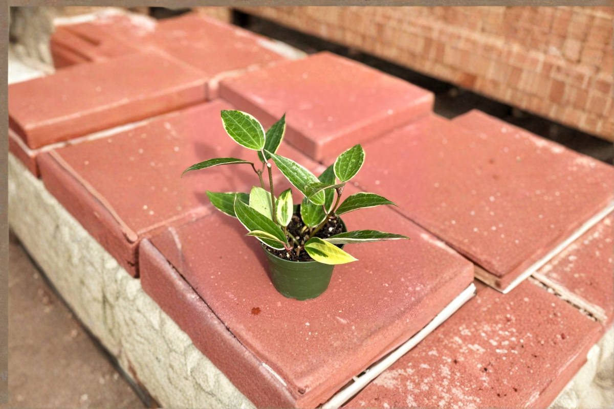 Hoya Macrophylla Variegata 4 Inch Live Plant - Variegated Hoya Starter Plant