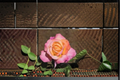 Chicago Peace Rose - 1 Gal Live Plant | Pink Yellow Hybrid Tea Rose Bush