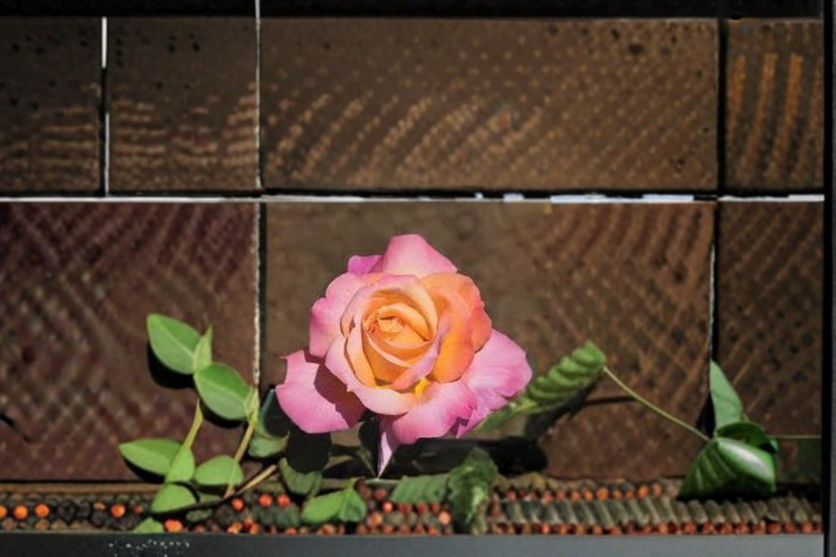 Chicago Peace Rose - 1 Gal Live Plant | Pink Yellow Hybrid Tea Rose Bush