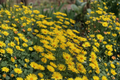 Leonardo Compact Leopard's Bane Doronicum orientale (Leonardo Compact) Live Plant