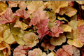 Redstone Falls Heucherella Live Plant - 2.5in Pot × Heucherella 'Redstone Falls' (Starter Plant)