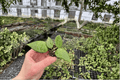 Hoya 'Black Margin' Starter Plants | 2 Live Bare-Root Starters