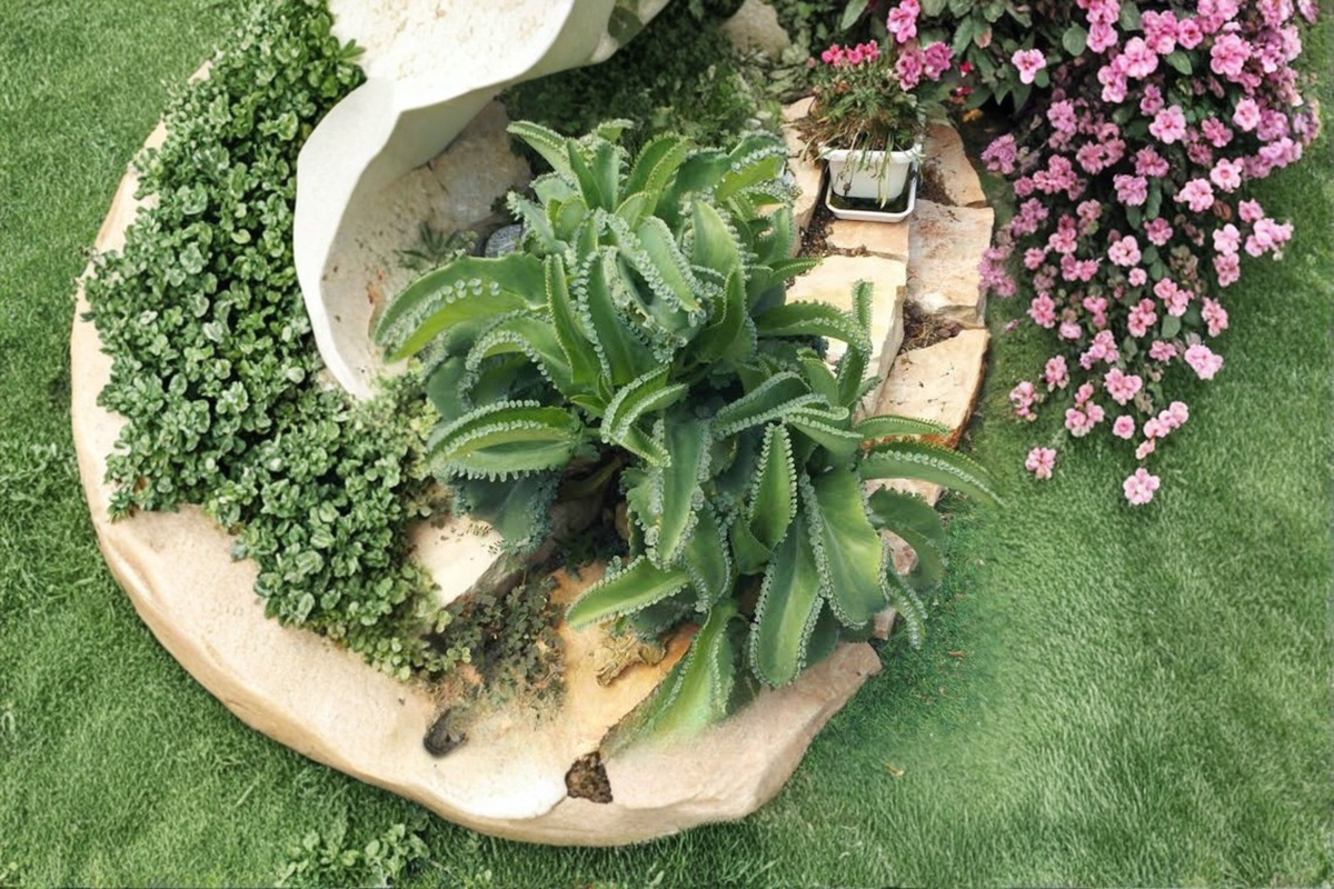 Mother of Thousands Live Plant - Fully Rooted Mature Kalanchoe daigremontiana