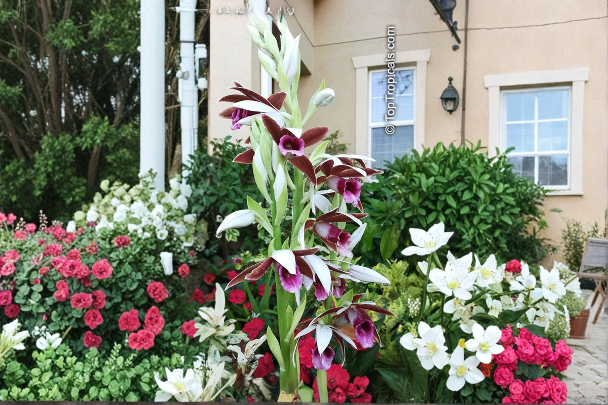 Nun Orchid Live Starter Plant – Phaius tankervilleae (Pink Brown Flowers) – Well-Rooted Starter