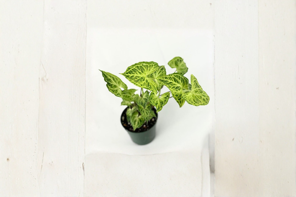 Syngonium Batik Live Plant - Starter White-Patterned Arrowhead, Indoor Tropical