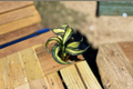 Sansevieria Trifasciata Spiral Live Plant - 2" Pot Starter Snake Plant