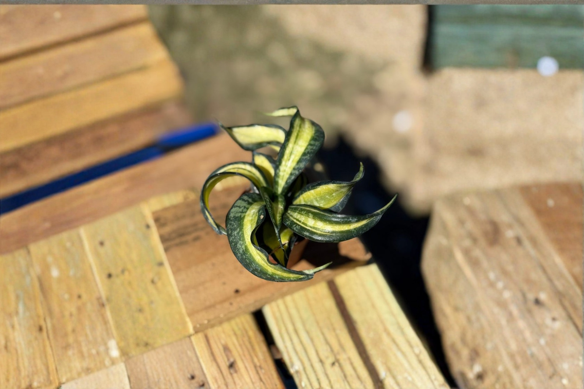 Sansevieria Trifasciata Spiral Live Plant - 2" Pot Starter Snake Plant