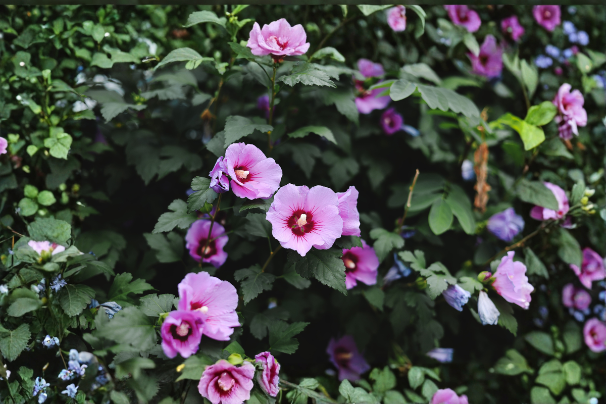 Pink Rose of Sharon Hibiscus syriacus Live Plant Plug