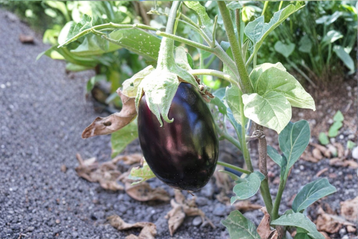 Black Beauty Eggplant Seeds - 100+ Non-GMO Heirloom Seeds for Garden & Container