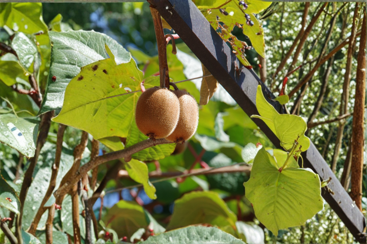 Clark Male Kiwi Pollinator Live Rooted Starter Plant – Hardy Kiwi Vine (1 plant)