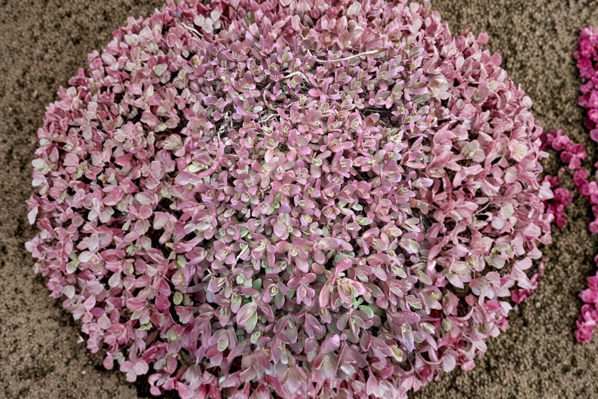 Sedum Firecracker Live Ground Cover Succulents - 3 Plants in 4-Inch Pots