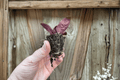 Purple Waffle Plant Hemigraphis alternata - 2 Live Starter Bare Root Plants
