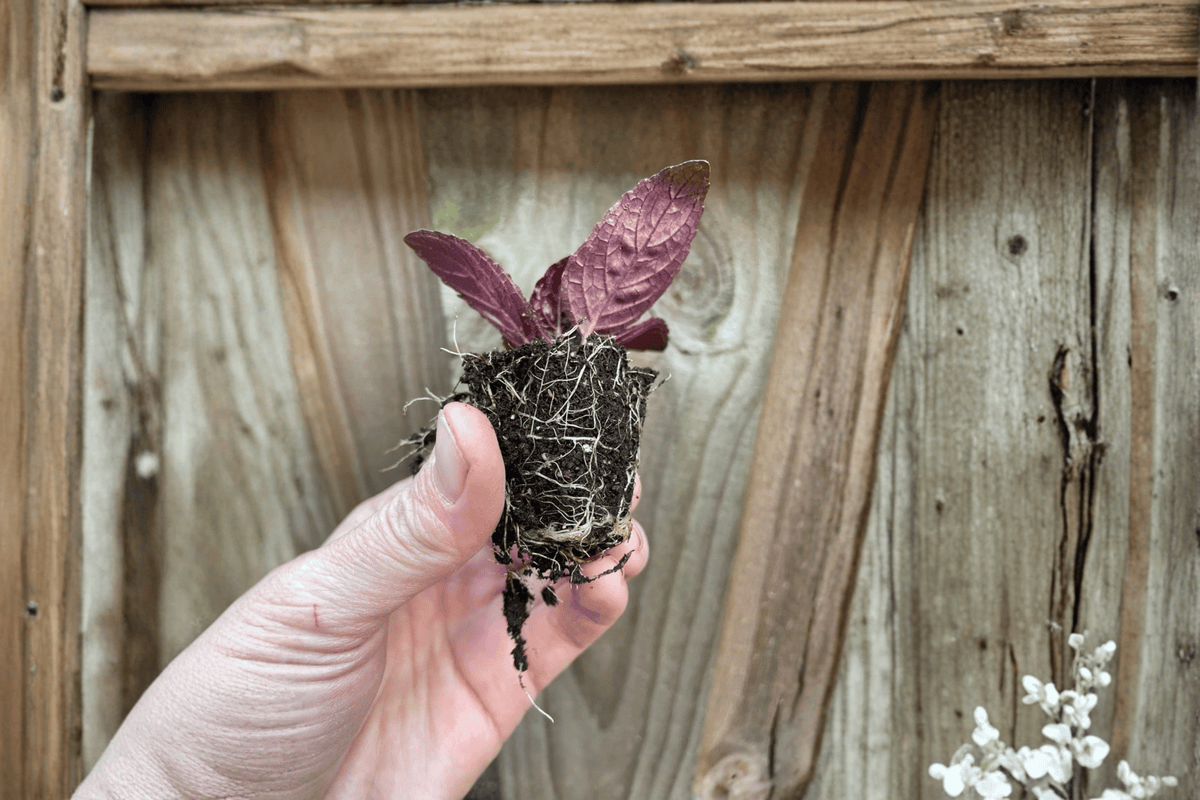 Purple Waffle Plant Hemigraphis alternata - 2 Live Starter Bare Root Plants