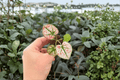 Caladium Scarlet Mary 2 Live Starter Plants | Scarlet Mary Caladium Starter