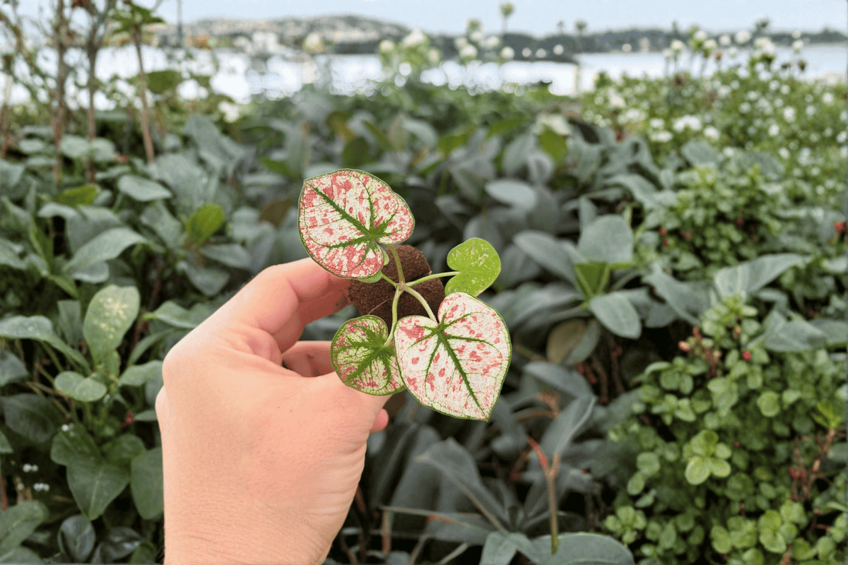 Caladium Scarlet Mary 2 Live Starter Plants | Scarlet Mary Caladium Starter