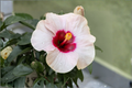 Angel Eyes Hardy Hibiscus Live Plant - 2.5" Pot
