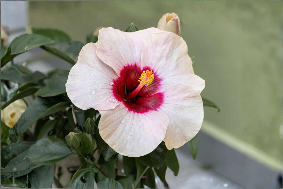 Angel Eyes Hardy Hibiscus Live Plant - 2.5" Pot