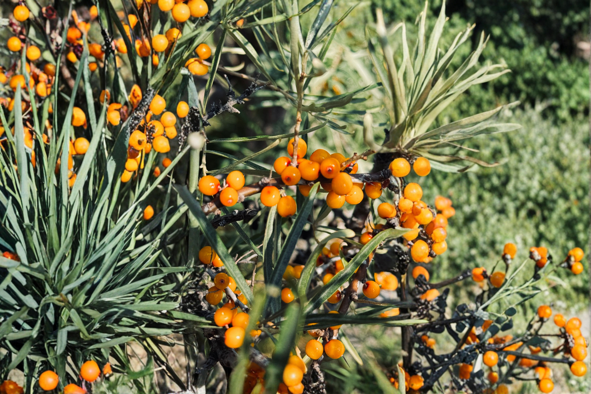 Sea Buckthorn Hippophae rhamnoides Bare Root Plants - 2 Live Starter Sea Buckthorn Shrubs
