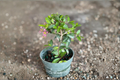Barbados Cherry Bonsai Malpighia glabra Live Plant – Rooted Starter Tree