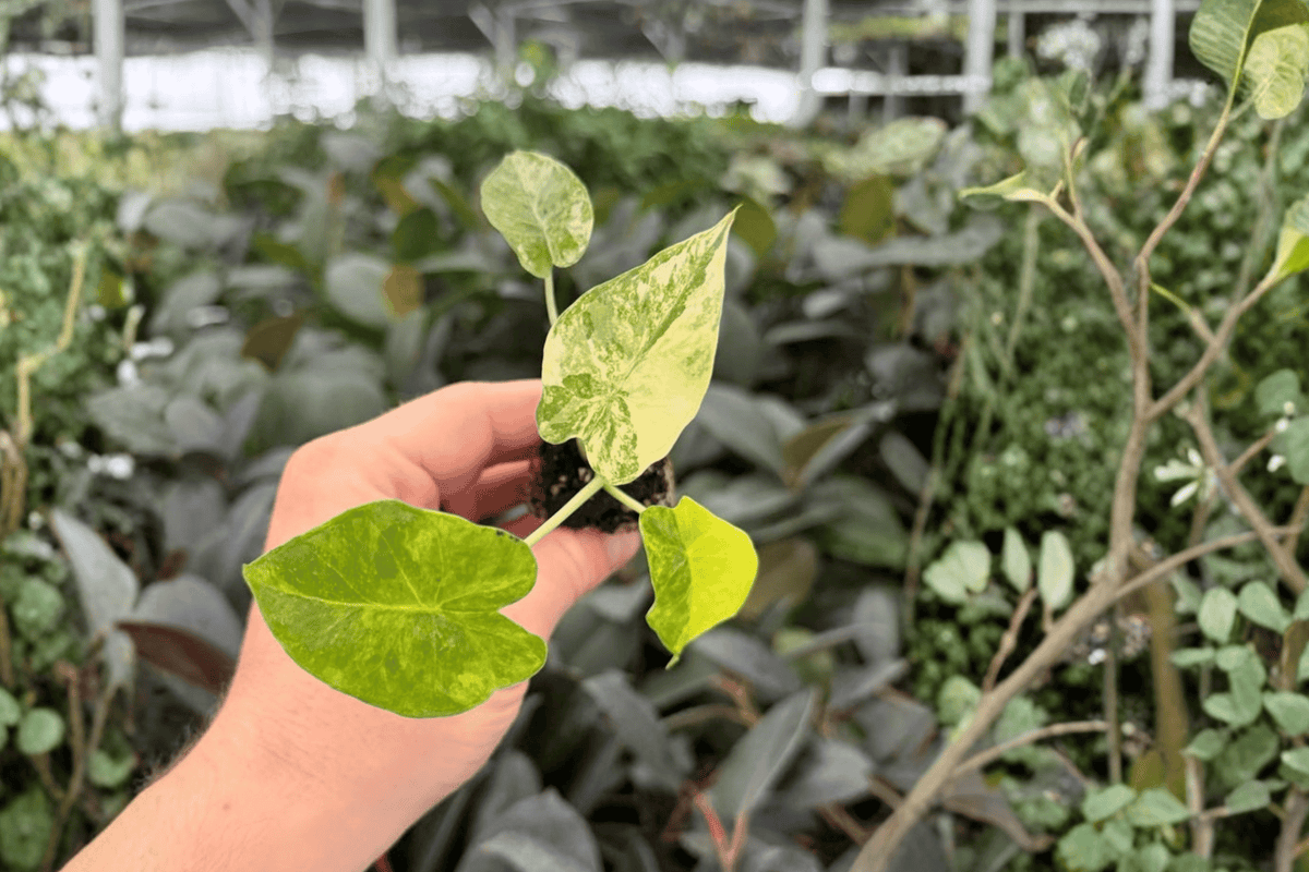 Alocasia gageana Aurea Yellow Variegated Starter Plants - 2 Live Starter Plants