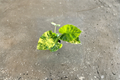 Alocasia Aurea Variegated - Rooted 4-Inch Pot Live Plant