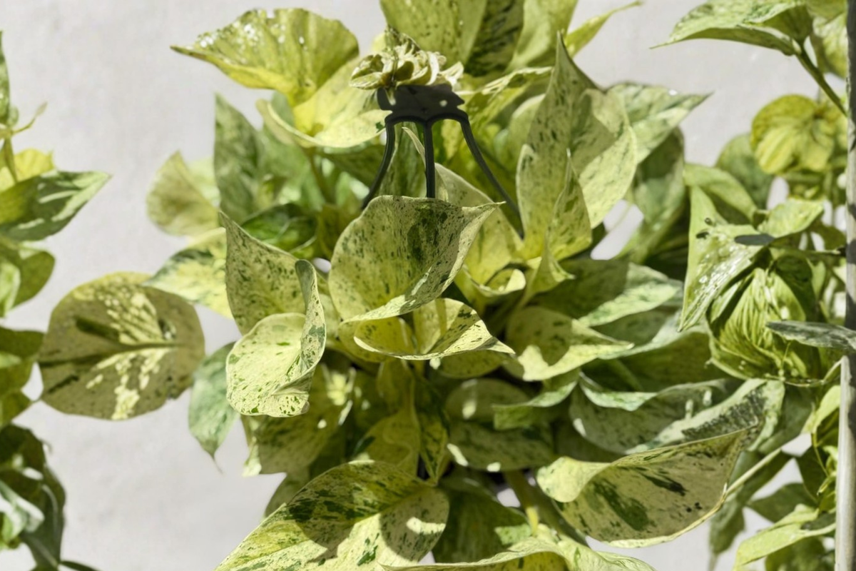 Snow Queen Pothos - Epipremnum aureum ‘Snow Queen’ Live Plant in 8-Inch Grower Pot