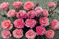 Montezuma Hybrid Tea Rose Plant – 5 Gal Live Orange Pink Rose Bush for Landscaping