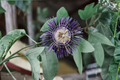 Passiflora Inspiration Live Plant 6–8 Inches Tall – Passion Flower Vine (No Pot)
