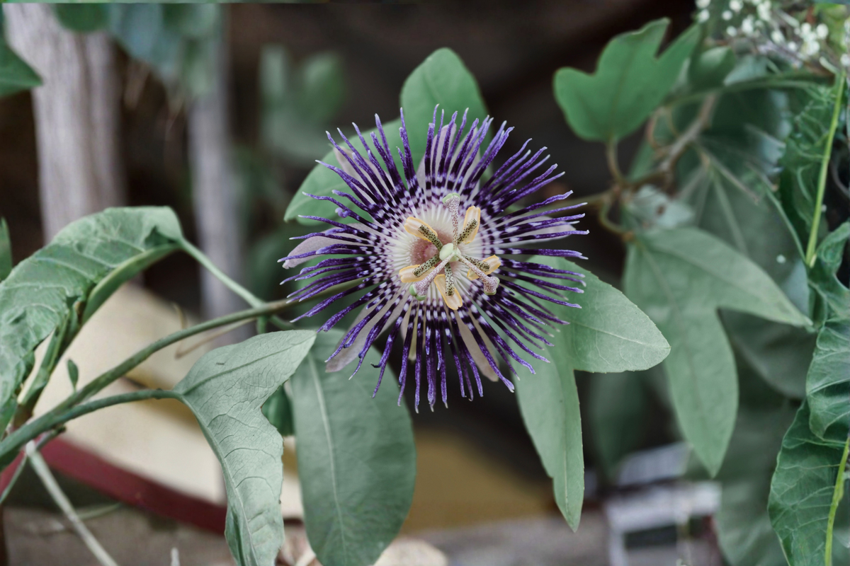 Passiflora Inspiration Live Plant 6–8 Inches Tall – Passion Flower Vine (No Pot)