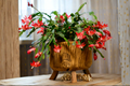 Holiday Cactus Collection: 3 Live Plants (1 Christmas, 1 Easter, 1 Thanksgiving)