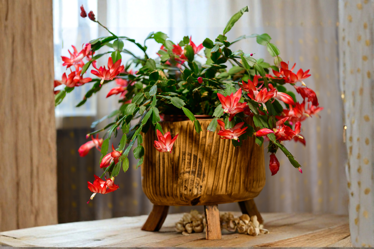 Holiday Cactus Collection: 3 Live Plants (1 Christmas, 1 Easter, 1 Thanksgiving)