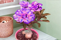 Desert Rose Seeds Adenium obesum - Purple & Pink 10 Seeds