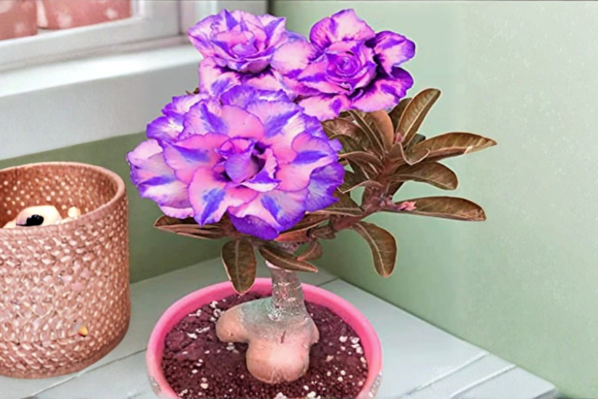 Desert Rose Seeds Adenium obesum - Purple & Pink 10 Seeds