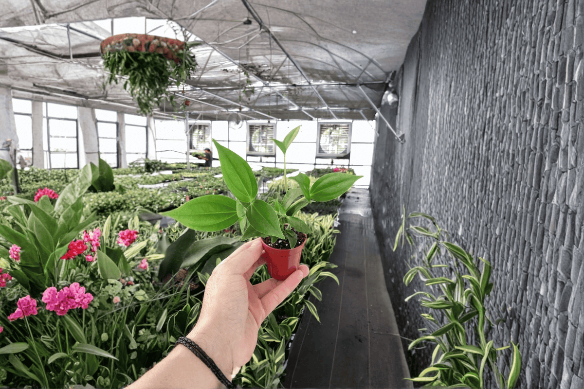 Medinilla myriantha Malaysian Orchid - 2 Live Starter Plants (Bare Root)