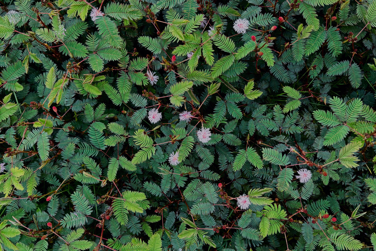 Mimosa pudica Sensitive Plant - 4 inch Pot Live Houseplant
