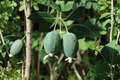 Pineapple Guava (Acca sellowiana) 1 Gallon Live Plant – Feijoa, Edible Landscape