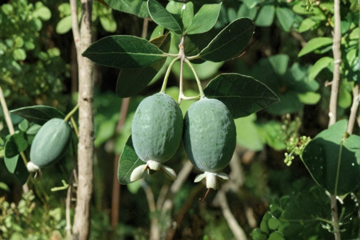 Pineapple Guava (Acca sellowiana) 1 Gallon Live Plant – Feijoa, Edible Landscape