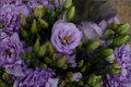 Lisianthus Chateau Blue Starter Plugs - 4 Live Eustoma Grandiflorum