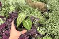 Anthurium Silver Hope x Hoffmani Hybrid - 2 Live 4-Inch Pots